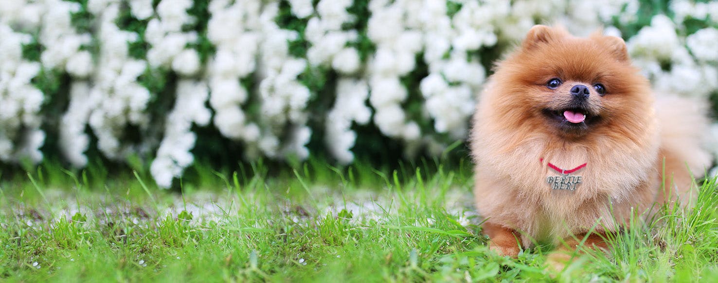 Mary Poppins Inspired Dog Names